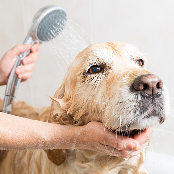 dog getting a bath