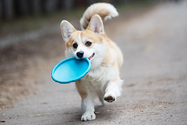 dog with frisbee