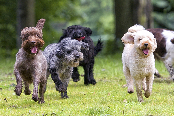 dogs running