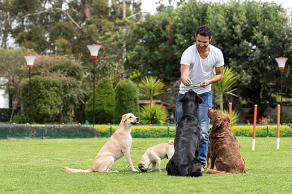 man training 4 dogs