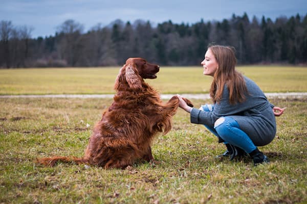 dog shaking paw with human