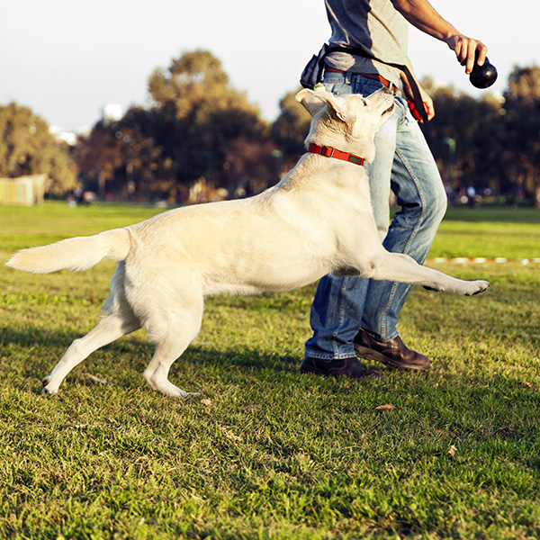 dog being trained